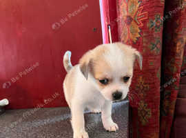 Pug x jack russell - chihuahua  puppies