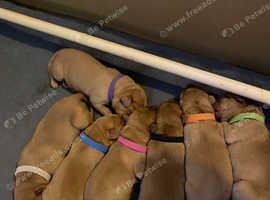 Fox Red Labrador Puppies for Sale KC Registered | Experienced Breeders
