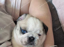 Blue eyed 9 week old pug boy