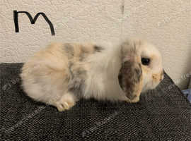 Mini lion lops