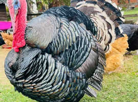 Turkey double breasted Stag