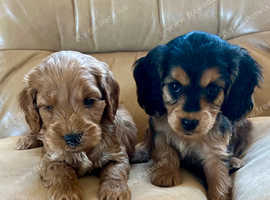 Beautiful f1 cockapoo pups licensed breeder