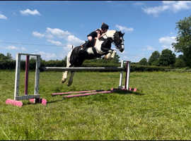Fun 14,1hh cob Gelding