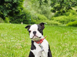 Beautiful Boston Terrier Male Puppy Available  Pet Home Only