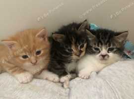 Part ragdoll kittens for sale