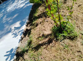 Laurels shrubs