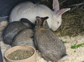3 baby continental giant rabbits