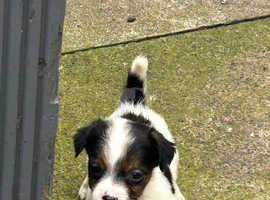 Patterjack puppies for store sale near me