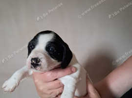 Cocker Jack puppies
