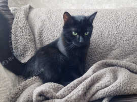 Kittens for sale