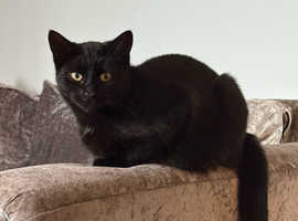 Black female cat is missing from Le93dp