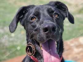 Prince - Over 4 years looking for his home!