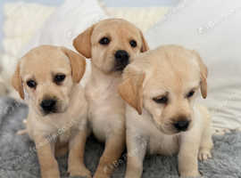 Kc registered full screened champion show Labrador retriever