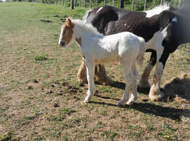 Cob colt