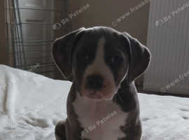 Staffy boy