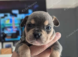 Staffordshire bull terrier crossed with french bulldog