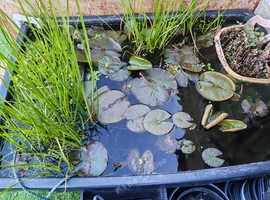 POND LILIES POTTED LARGE READY TO GO + OTHER STUFF