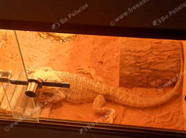 Bearded  dragon