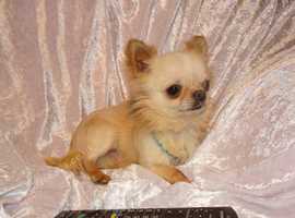 Long Haired Chihuahua In Bristol Dogs And Puppies For Sale And