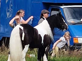 12.2 Beautiful piebald cob