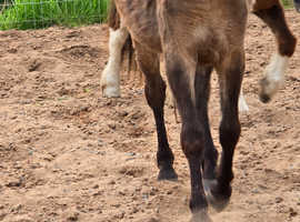 Ex Moor yearling 21 month old