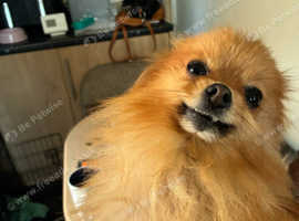 Pomeranian