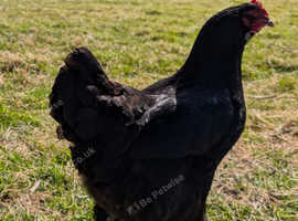 Black Copper Marans