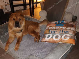 Female  chow chow red