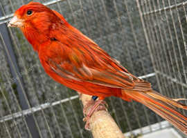 Colour canaries - Red factor, border and Fifes