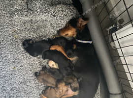 Last 2 males Ready Now!