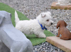 Adorable West Highland Puppy Boy