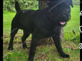 Patterdale cross bull terrier for sale