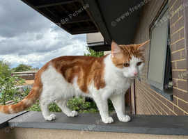 1 year cat for sale.