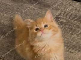 Stunning Maincoon baby's available now