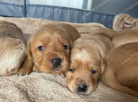 Labrador puppies