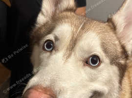 Golden Husky