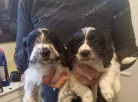 Cockapoo pups for sale