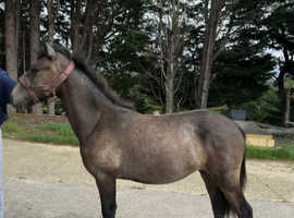 Connemara pony yearling gelding grey roan