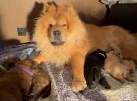 Chow Chow puppies for sale.