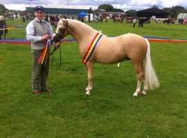 Top class section B gelding