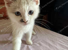 Ragboll x kitten