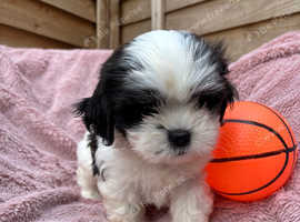 Shininon puppies