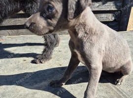 Whippet
