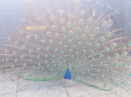 Peacock