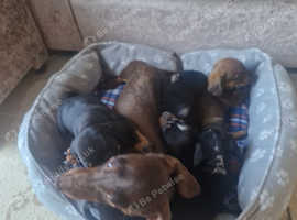 Dachshund