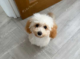 6 month old Maltipoo female