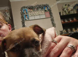 Beautiful jack rusell/chihuahua