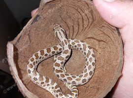 M hognose and f gartersnake