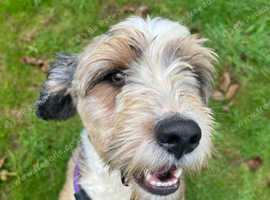 Beautiful Tibetan terrier