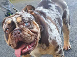 Male British Bulldog in Consett on Freeads Classifieds - English ...